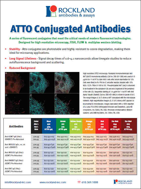 Rockland Atto Dye Conjugated Secondary Antibodies